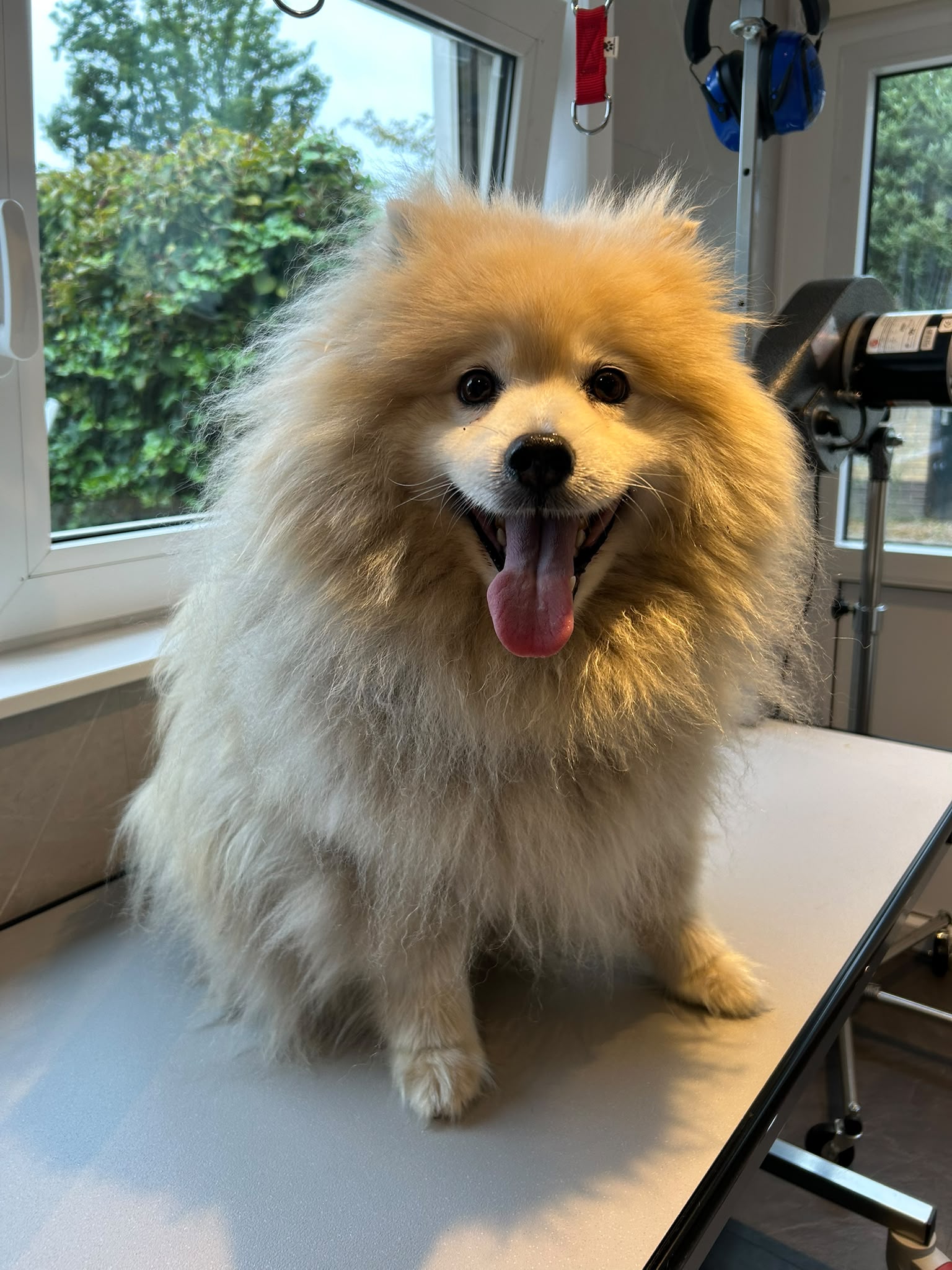Voor — Chico