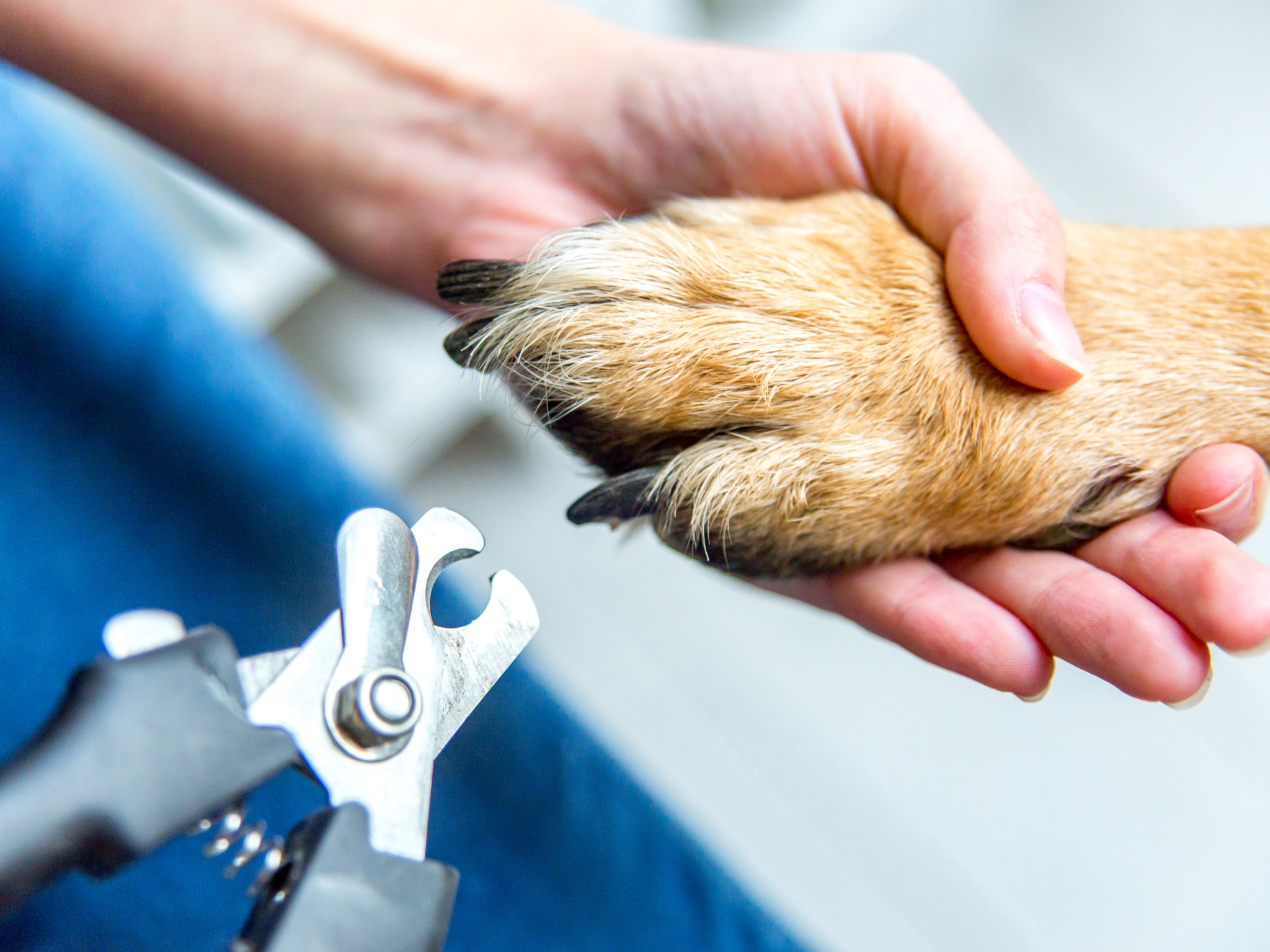 Foto bij Nagelknippen